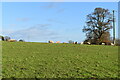 Sheep in field at Bowerchalke