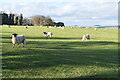 Sheep in field on South Down