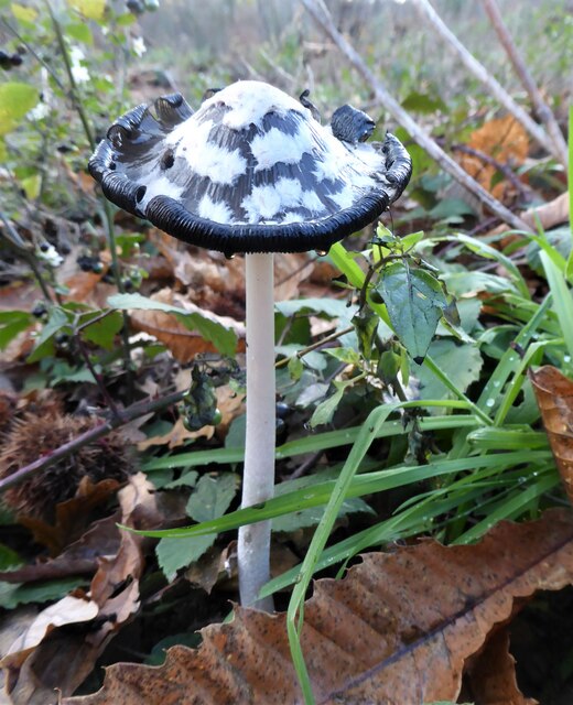 Fungus in Bysing Wood, Faversham