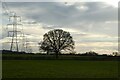 Tree and pylons