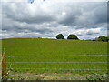 Hillside grazing near Bogg Hall