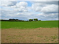 Crop field, Peel Banks