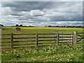 Grazing near Warren House Farm