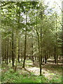 Coniferous woodland, Black Moor