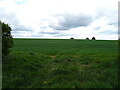 Cereal crop near Jackson