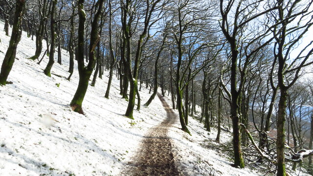 Snowy path through Brickkiln Wood, Macclesfield Forest