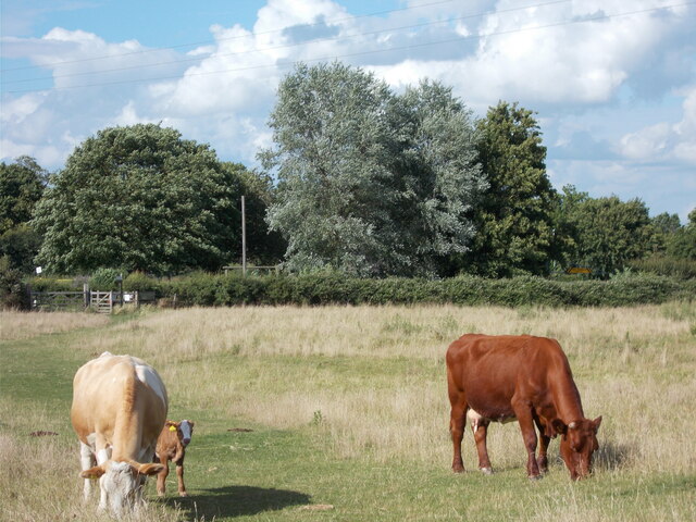 Grazing cows at Worts Meadow Nature Reserve