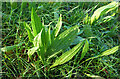 Plantain near Well