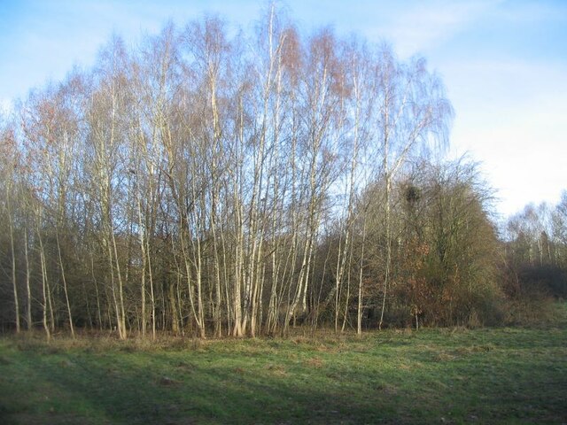 Silver birches, Canley Ford