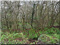 TG2930 : Scrub woodland barrier between Spa Common and large new Estate by David Pashley