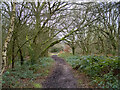 Footpath through the trees, Danbury Common