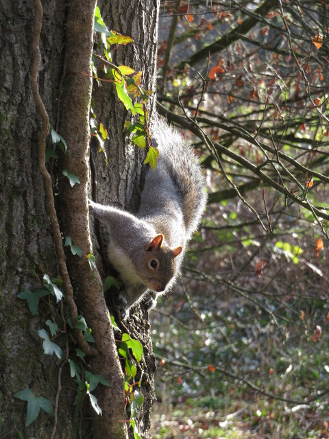 Grey squirrel at Forest Farm nature reserve