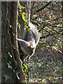 ST1380 : Grey squirrel at Forest Farm nature reserve by Gareth James