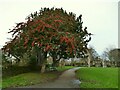 SE2037 : Victoria Park, Calverley: berry-laden tree by Stephen Craven