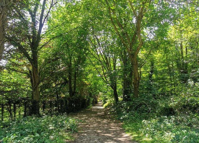 Path in Friston Forest, Near Jevington
