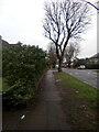 Trees in Bradleigh Avenue