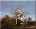 Bare tree against a winter sky