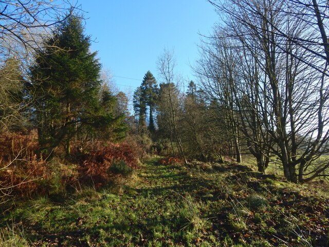 Track along the edge of Beech Wood