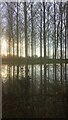 TF1607 : Flooded woodland off Deeping Road, Peakirk by Paul Bryan