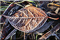 NJ3356 : Hoar Frost on a Leaf by Anne Burgess