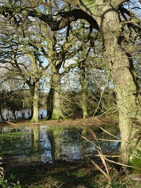 Trees in floodwater