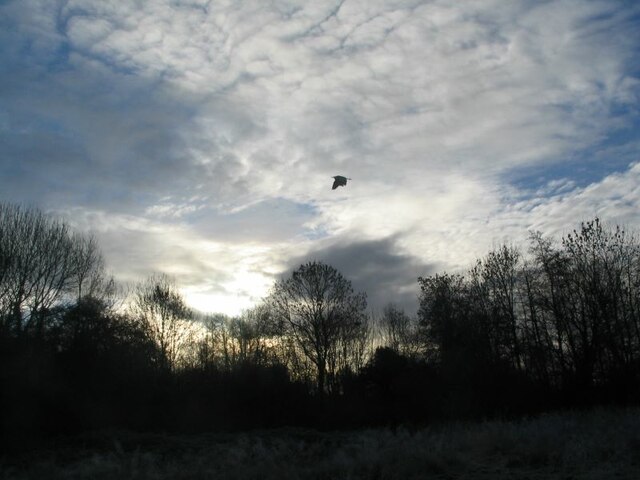Heron in flight, Canley Ford