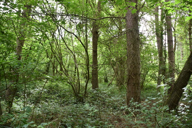 Jules Wood © N Chadwick :: Geograph Britain and Ireland