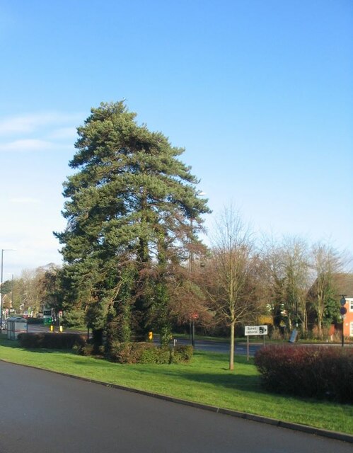 Scots pines, St Martin's Road