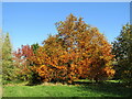 Guildford - Onslow Arboretum