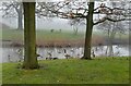 Geese in the fog at Cheadle Royal Business Park