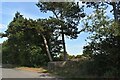 Pill box and pine shelter belt