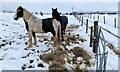 Horses on the edge of Kidderminster