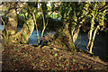 Trees by the Bovey, Mill Marsh Park