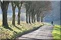 SU3528 : Tree-lined farm road above Lower Eldon Farm by David Martin