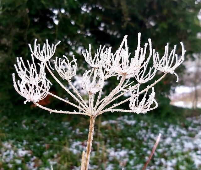 Frost covered Hog Weed