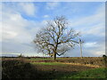 Ash tree on Short Wheatley Lane