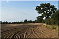 Cultivated field near Fox