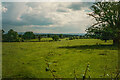 Pastoral scene near Lucton