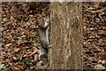 Grey Squirrel