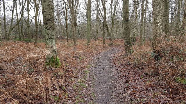 The track through Dunwich forest