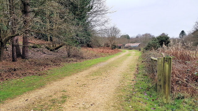 Track to old huts in Dunwich forest
