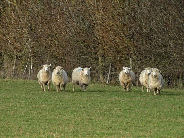 Sheep running in field