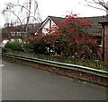 Red berries and green leaves, Almond Court, Malpas, Newport