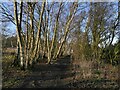 Old railway embankment south of Burley Junction