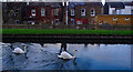 Harringay : New River swans