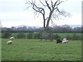 Grazing along Church Road