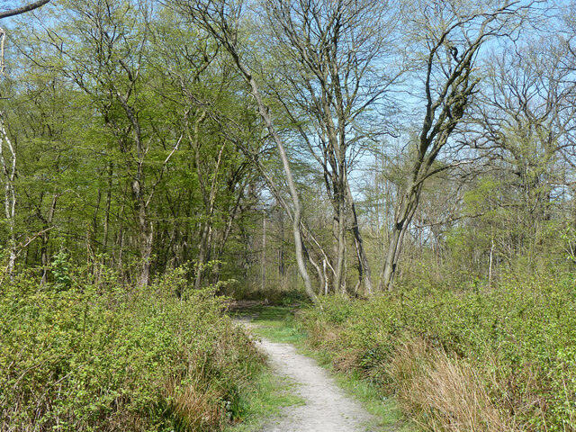 Path in Norsey Wood © Robin Webster :: Geograph Britain and Ireland