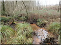 TQ5436 : Wet woodland in Broadwater Warren Nature Reserve by Marathon