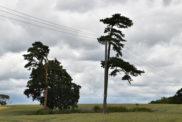 remnants-of-a-clump-of-trees-n-chadwick-cc-by-sa-2-0-geograph