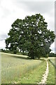 Oak tree by footpath